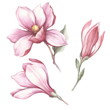 Set of blooming magnolia. Hand draw watercolor illustration.