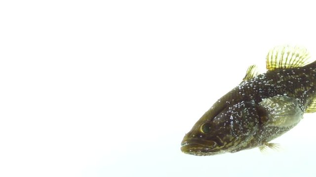 floating fish white background