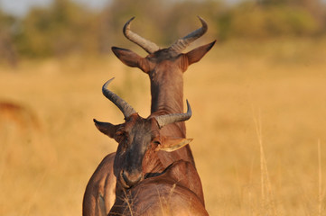 Botswana Moremi 2016 Kongoni / Hartebeest