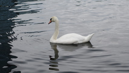 Plakat Swan swimming