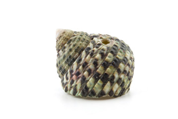 shell on white background, clipping part
