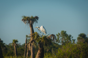Nesting Great Egret