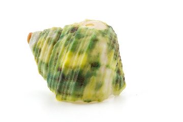 shell on white background, clipping part