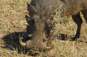 Wathog Warzenschwein Africa