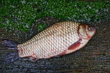 большой карась лежит на коричневой доске и зелёном мху