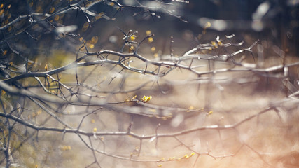 Abstract background with branches of hawthorn