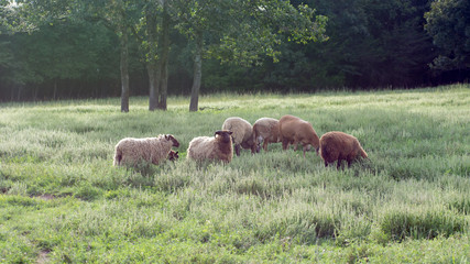 Flock of Sheep in Sunny, Grassy Meadow