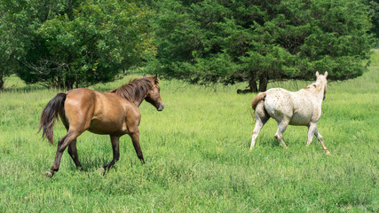 Naklejka na ściany i meble Two Horses Running In a Green Meadow