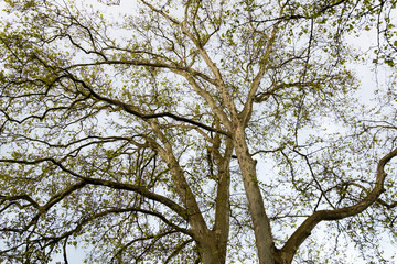 Canopy of sycamore  trees, natural background