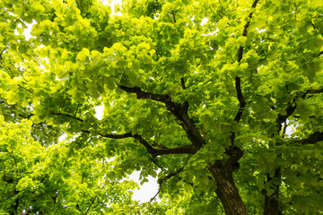 Canopy of  Ginkgo Biloba trees, natural background