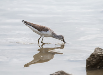 Sandpiper bird walking along a sandy beach