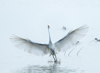 egret play in waterland