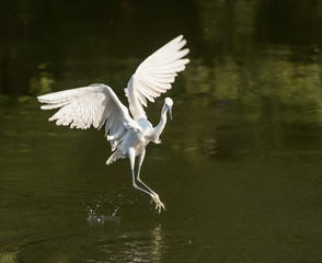 egret play in waterland