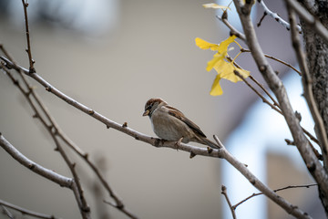 sparrow, brown bird