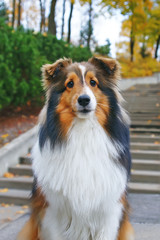 Obedient sable Sheltie dog sitting and posing near the concrete staircase in autumn park