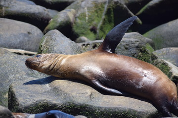 Sealion