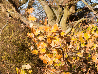 close up of yellow autumn leaves on branch of tree