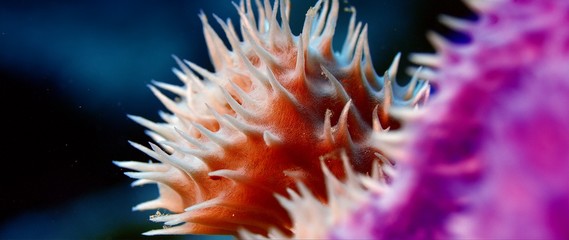 Naklejka na ściany i meble azure Sponge Callyspongia species, close up, slow motion,, WAKATOBI, Indonesia, NOV 2017, RED 5K ws 21:9