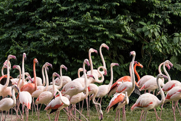 Fototapeta na wymiar Flamingo birds standing in lake