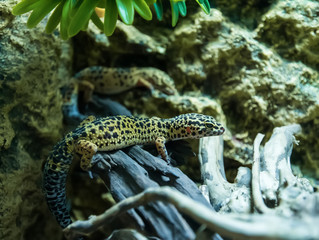 Leopard gecko Eublepharis macularius in natural environment