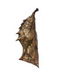 A grey prickly pupa of the forest, or common, mother-of-pearl butterfly, Salamis parhassus, from Africa isolated on white background. Pupae is a stage between caterpillars and butterflies. Side view.