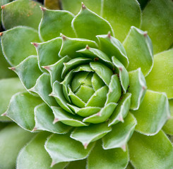 Rectangular arrangement of succulents; cactus succulents in a planter