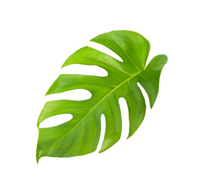 Monstera leaf on a white background
