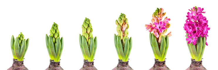 Hyacinth growth stage isolated on white background
