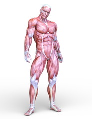 男性人体模型