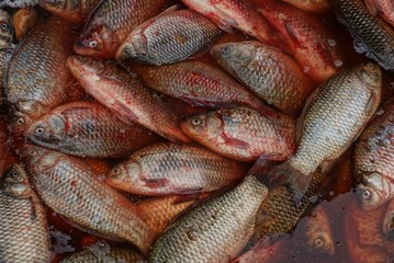 мёртвая большая  белая рыба в красной воде