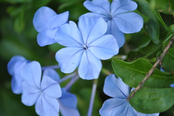 Florida Flowers