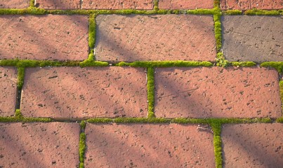 bricks with moss