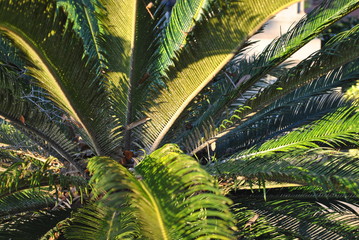 Fototapeta premium Plant