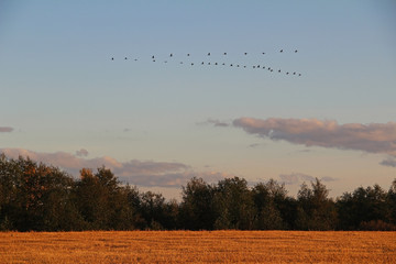 Autumn landscape. Autumn migration of common cranes to the south.