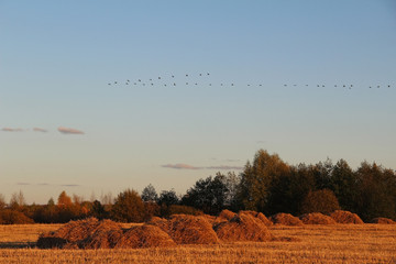 Autumn landscape. Autumn migration of common cranes to the south.