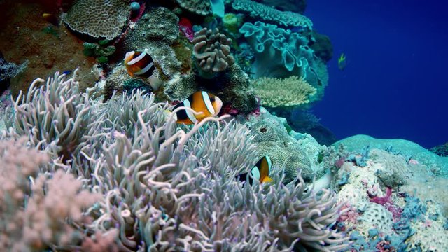 Clark&rsquo;s anemonefish (Amphiprion clarkii) peeking out of its host anemone, WAKATOBI, Indonesia , slow motion, RED 5Kws 21:9