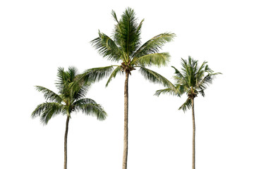 Obraz premium Palm tree isolated on white background