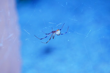 brown recluse 7