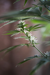 marihuana blossom