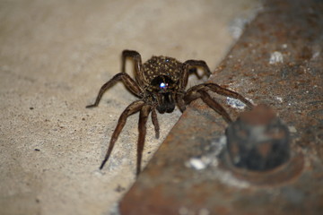 wolf spider 5