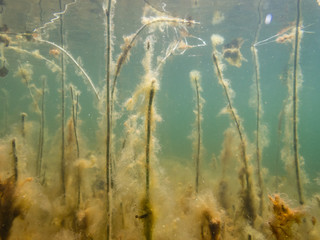 Algae attached on water plants