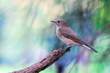 Red-throated Flycatcher 