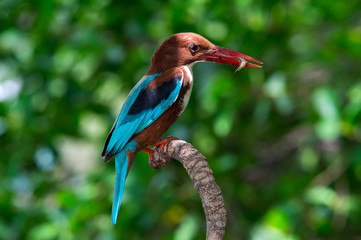 White-throated Kingfisher