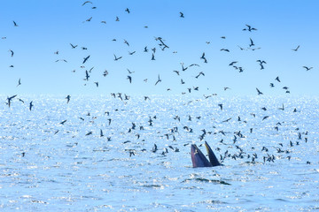Bryde's whale
