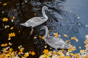 Gray Swan