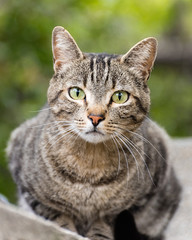 Naklejka na ściany i meble A green eyed tabby cat sits on a block fence.