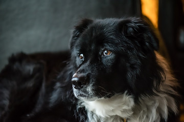 Portrait of a black and white dog at home.