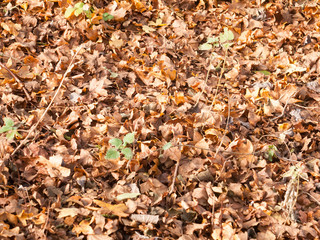 dead brown fallen autumn leaves background texture ground