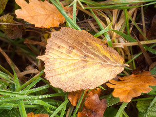 dead brown leaf autumn fallen on green grass background wet rain
