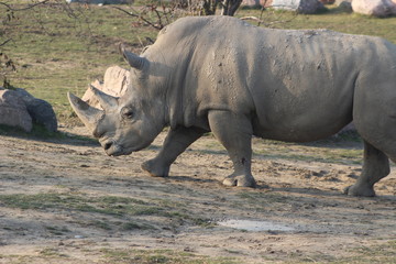 Fototapeta premium rhino portrait